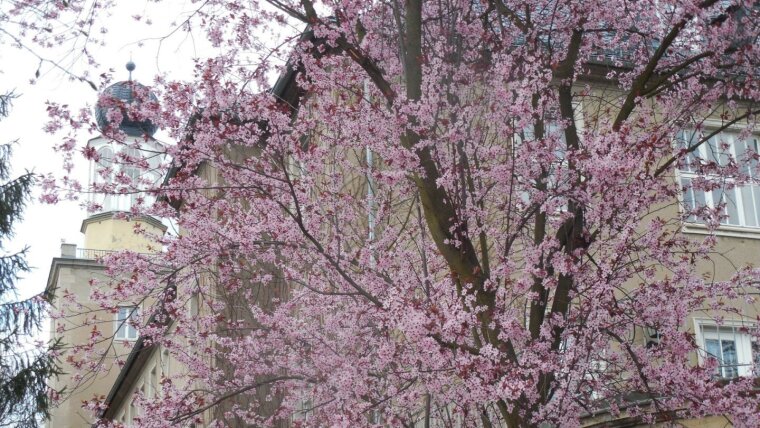 Das Institut im Frühling