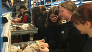 Schüler entdecken Gesteine und Fossilien in den Sammlungen des Instituts
