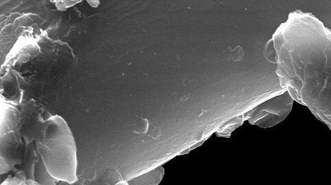 REM-Aufnahmen von Staubpartikeln an Spinnweben